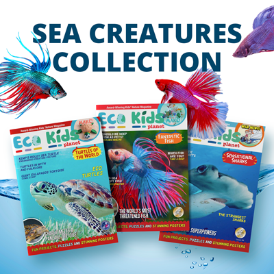 Sea Creatures
