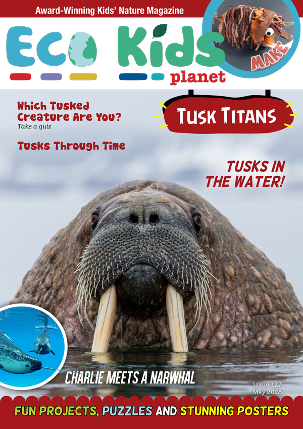 Eco Kids Planet  – Bundle of Three