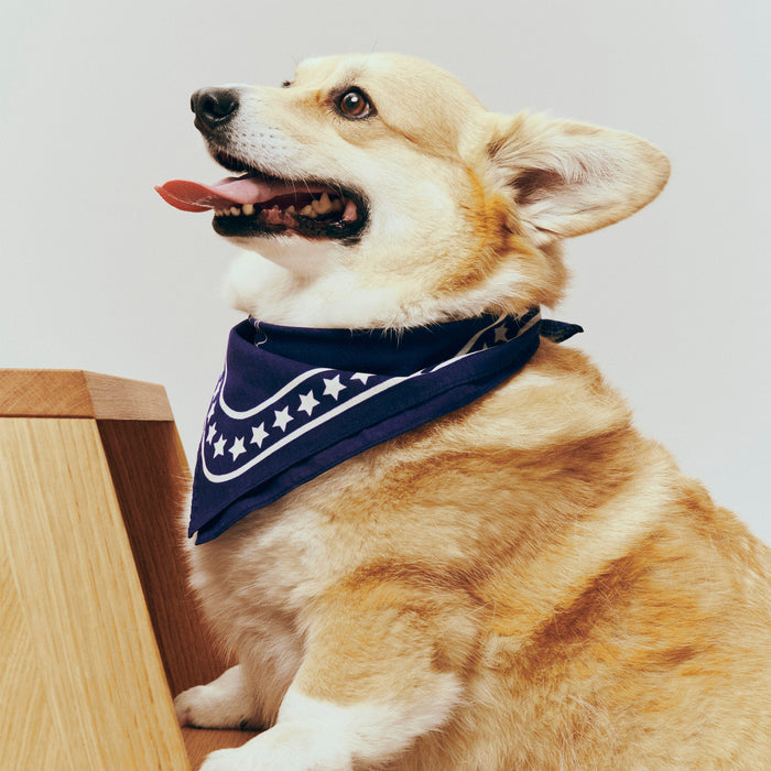 HAY - Dogs Hundetuch | dark blue