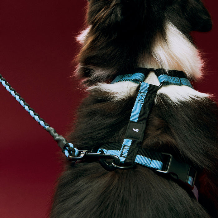 HAY - Dogs Hundegeschirr | blue/black