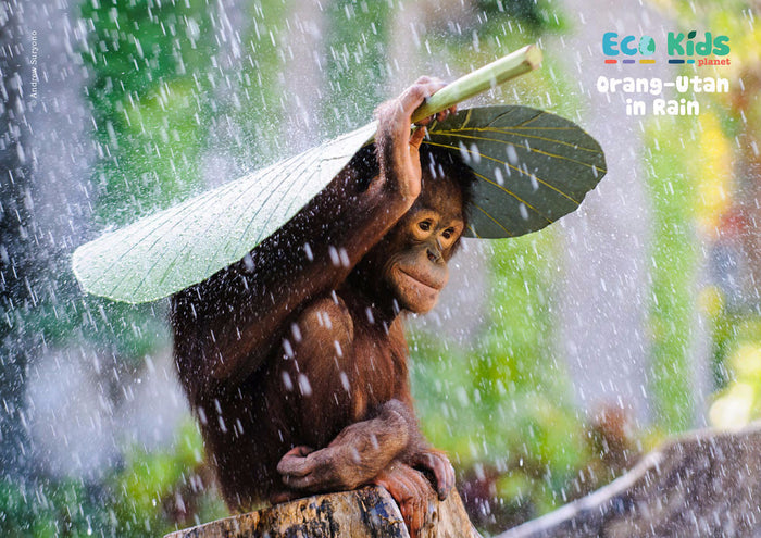 Kid's Nature Magazines - Issue 17 - The Heart of Borneo