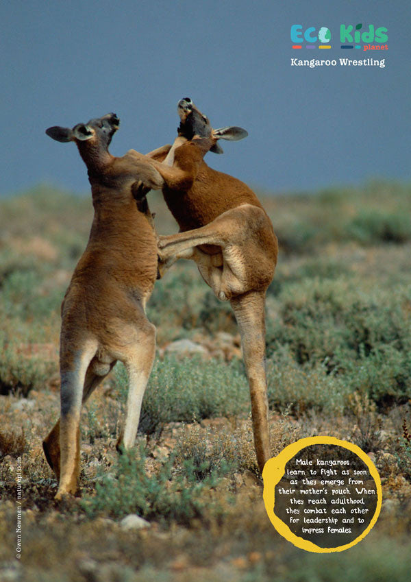 Kid's Nature Magazines - Issue 20 - Australia, Great Sandy-Tanami Deserts
