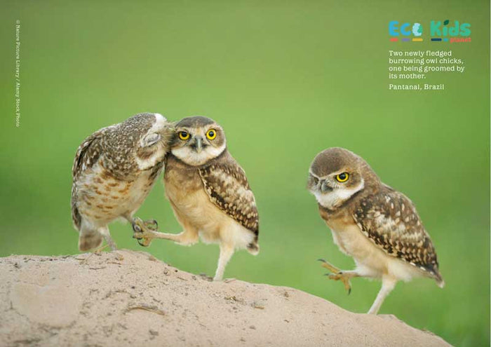 Kid's Nature Magazines - Issue 23 - Pantanal