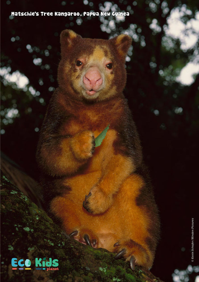 Kid's Nature Magazines - Issue 28 - The Island of New Guinea