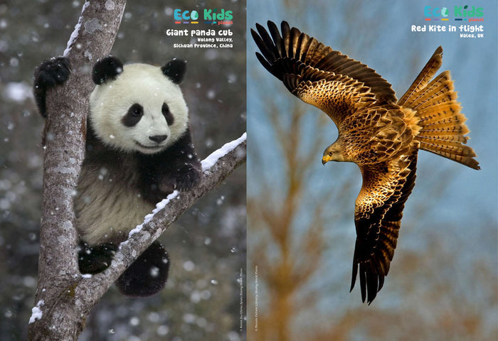 Kid's Nature Magazines - Issue 39 - Green Magic