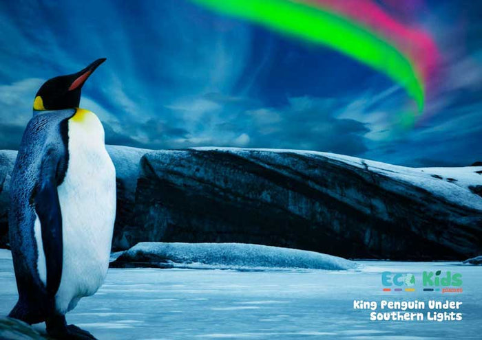 Kid's Nature Magazines - Issue 50 - Penguins of the World