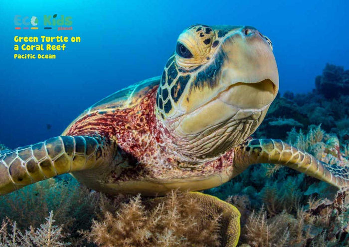 Kid's Nature Magazines - Issue 51 - The Pacific Ocean