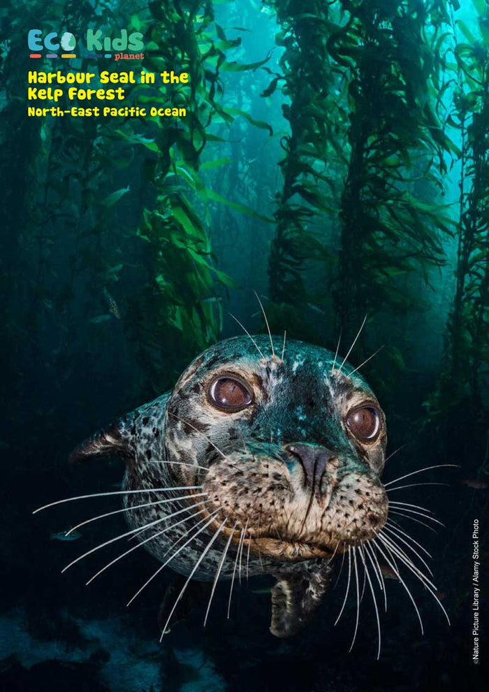 Kid's Nature Magazines - Issue 51 - The Pacific Ocean