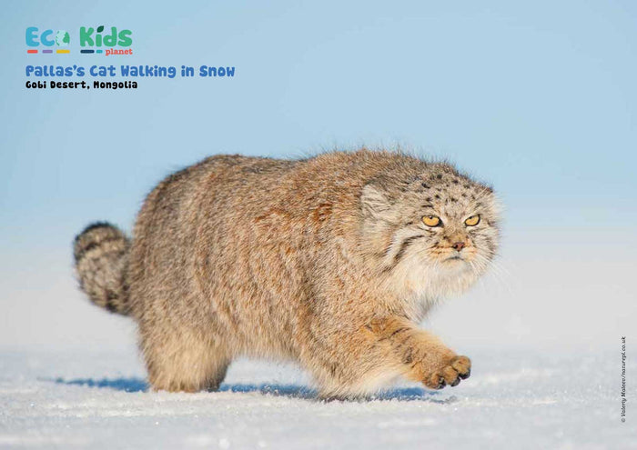 Kid's Nature Magazines - Issue 53 - The Gobi Desert