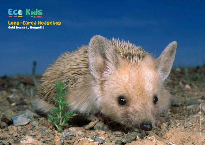 Kid's Nature Magazines - Issue 53 - The Gobi Desert