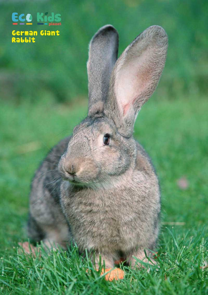 Kid's Nature Magazines - Issue 54 - Fantastic Pets