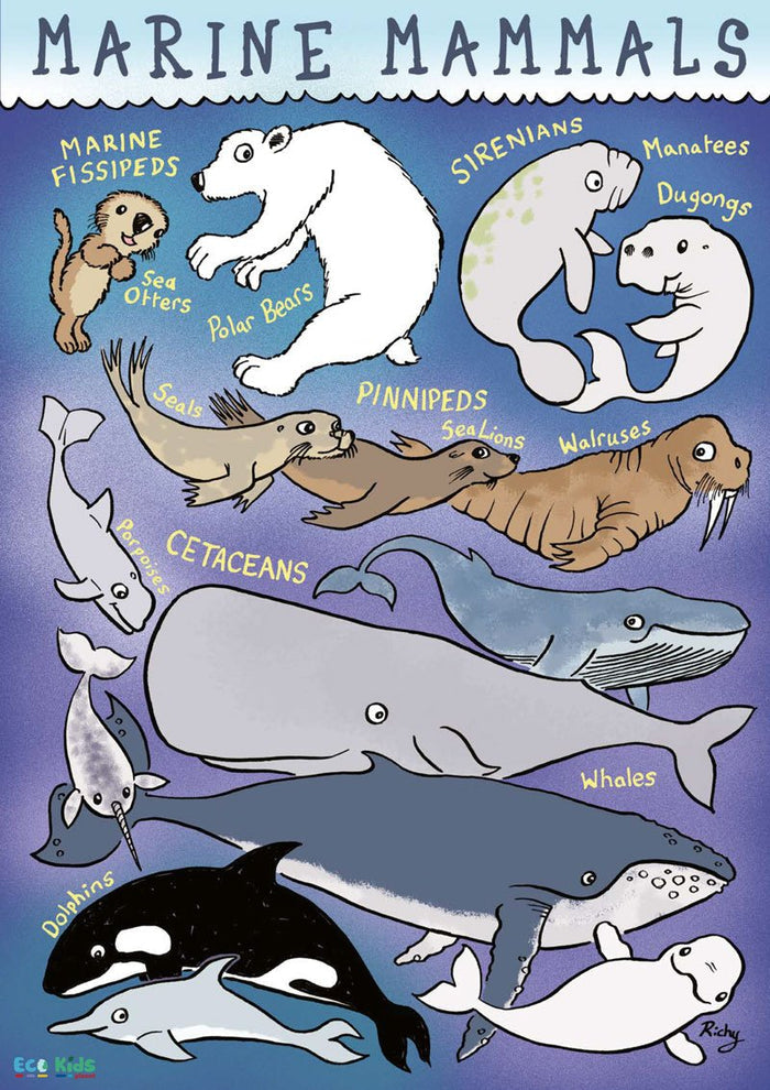 Kid's Nature Magazines - Issue 56 - Marine Mammals