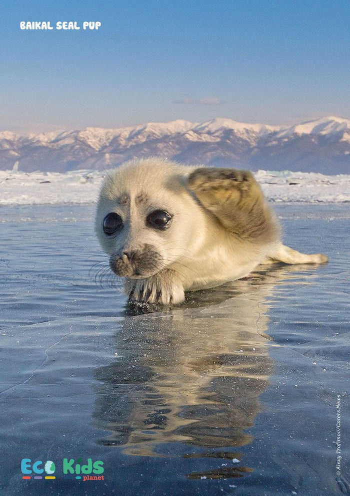 Kid's Nature Magazines - Issue 56 - Marine Mammals