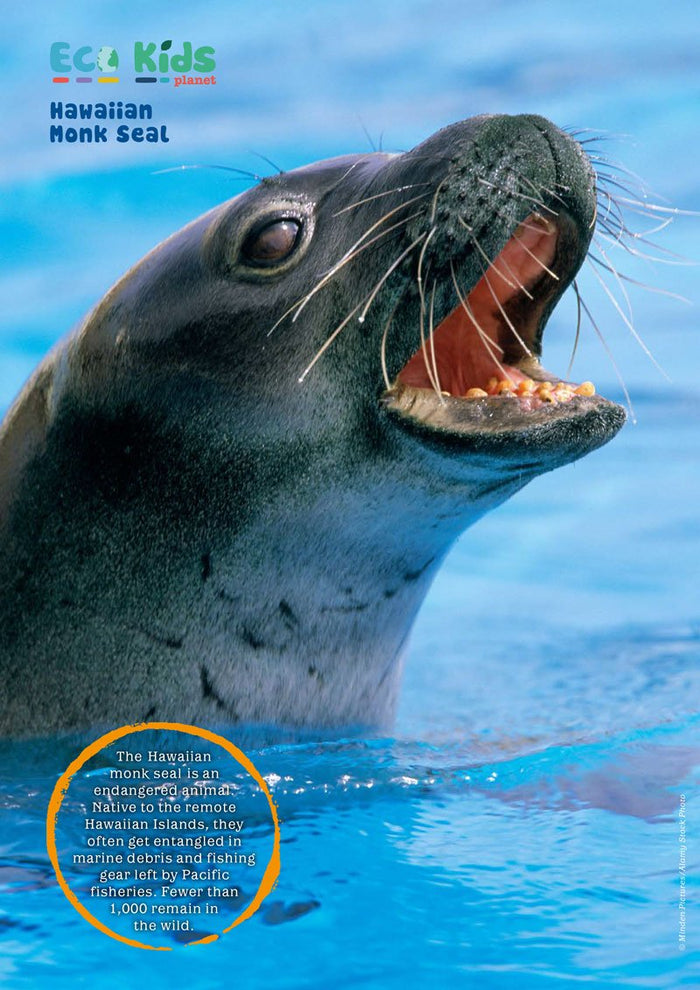Kid's Nature Magazines - Issue 56 - Marine Mammals