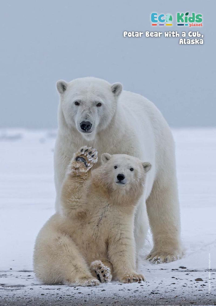 Kid's Nature Magazines - Issue 59 - The Evolution of Life
