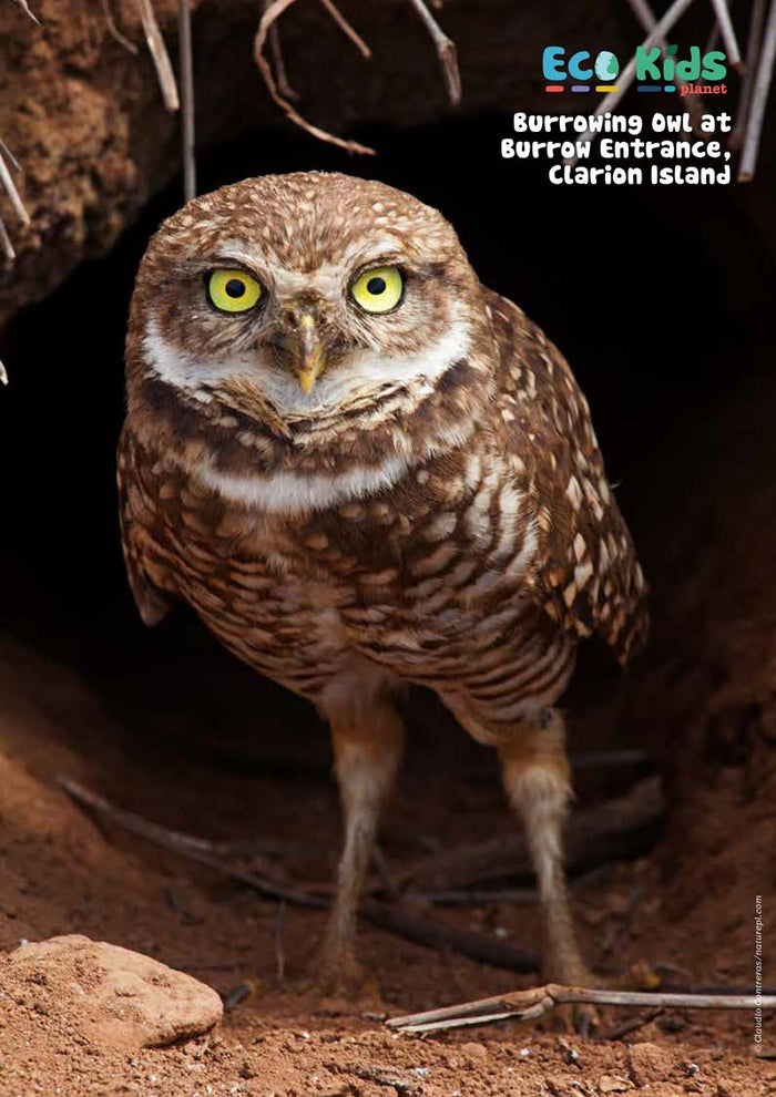 Kid's Nature Magazines - Issue 60 - Underground Life