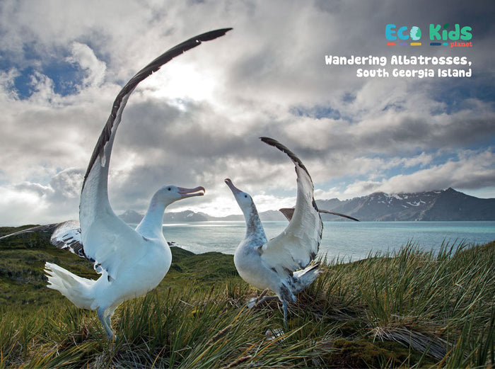 Kid's Nature Magazines - Issue 69/70 - Brilliant Birds