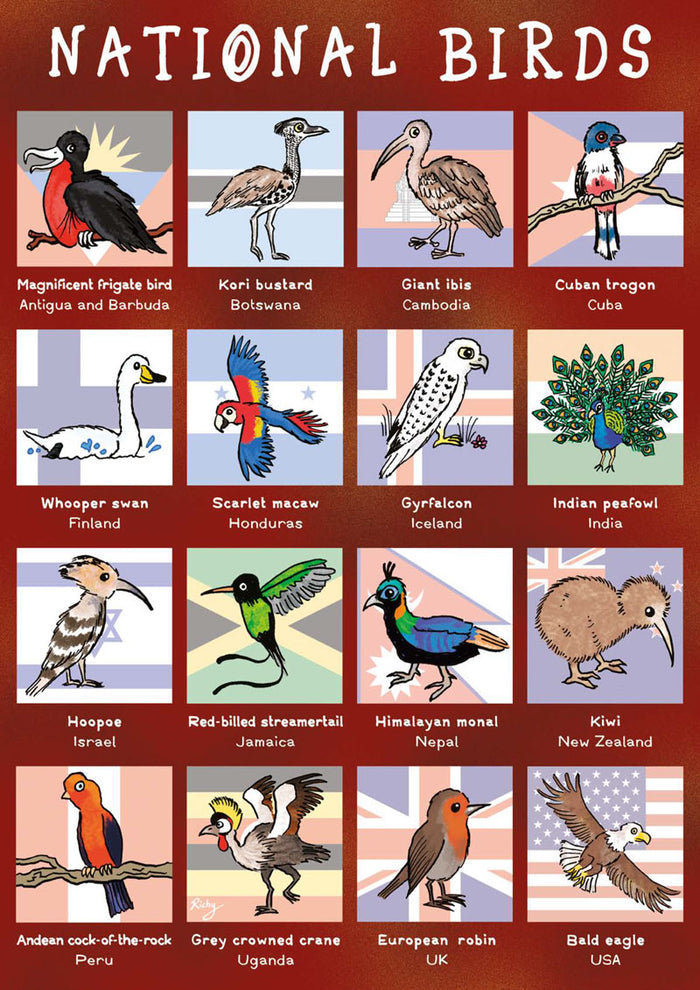 Kid's Nature Magazines - Issue 69/70 - Brilliant Birds