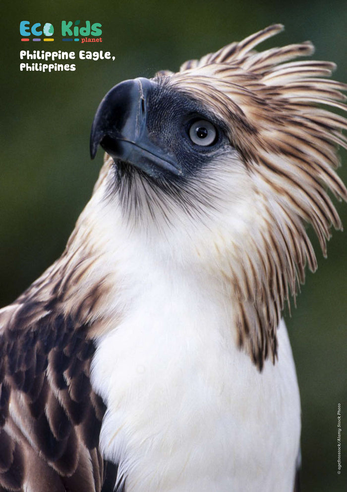 Kid's Nature Magazines - Issue 69/70 - Brilliant Birds