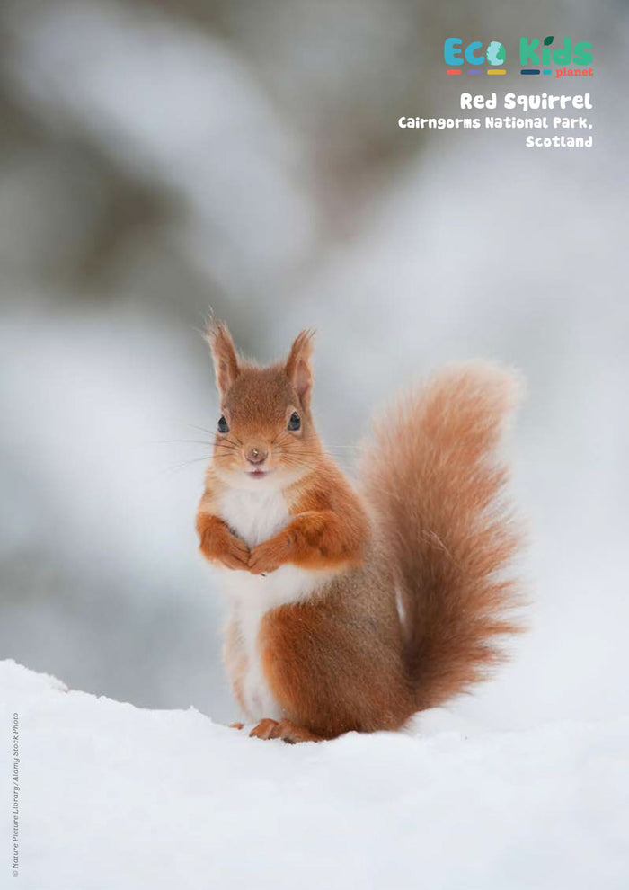 Kid's Nature Magazines – Issue 100 - Wildlife Heroes and... Villains?
