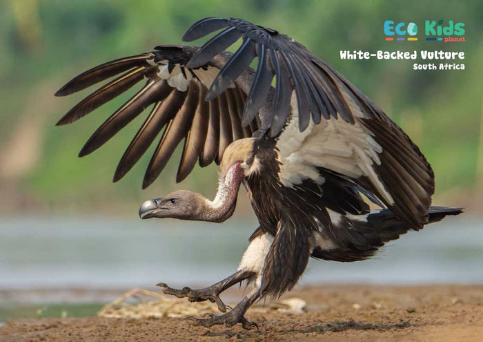 Kid's Nature Magazines – Issue 100 - Wildlife Heroes and... Villains?