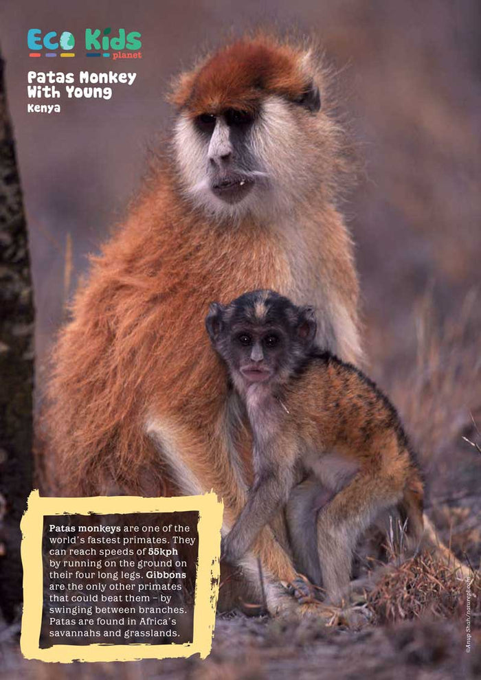 Kid's Nature Magazines – Issue 101 - Built for Speed