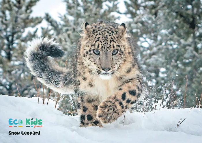 Kid's Nature Magazines – Issue 102 - Terrific Tails