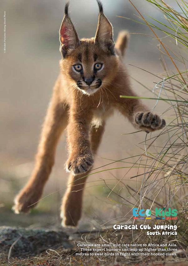Kid's Nature Magazines – Issue 103 - Jumpers