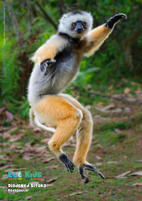 Kid's Nature Magazines – Issue 103 - Jumpers