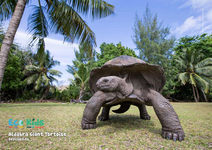 Kid's Nature Magazines – Issue 104 - Turtles of the World