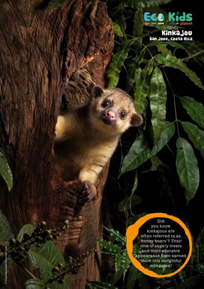 Kid's Nature Magazines – Issue 111 – Tree Dwellers