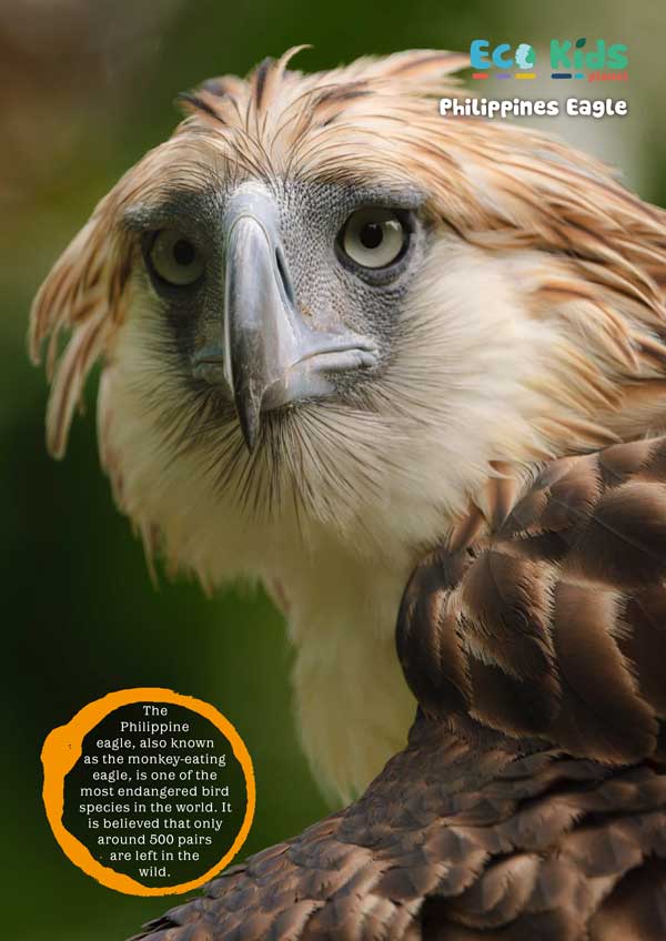 Kid's Nature Magazines – Issue 112 – Amazing Eyes
