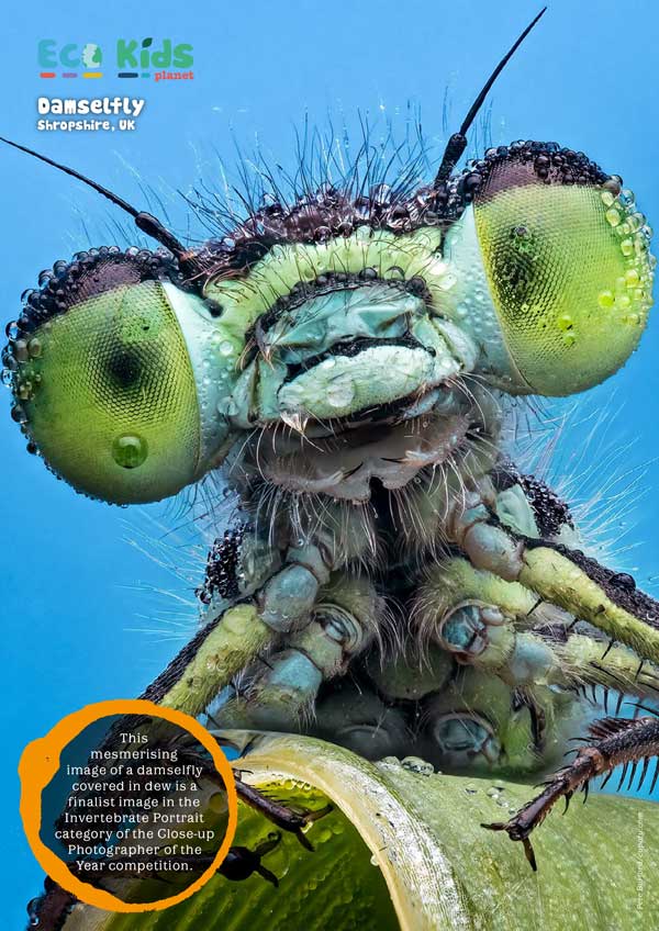 Kid's Nature Magazines – Issue 112 – Amazing Eyes