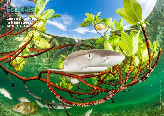 Kid's Nature Magazines – Issue 116 – Coastal Forests