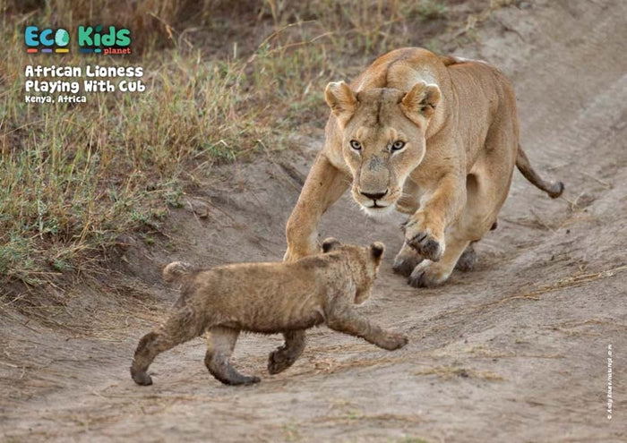 Kid's Nature Magazines – Issue 119 – Animal Academy