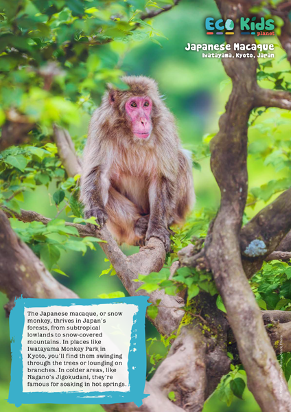 Kid's Nature Magazines – Issue 121 – Weird Woodlands