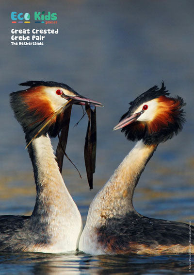 Kid's Nature Magazines – Issue 124 – Nature's Best Buddies