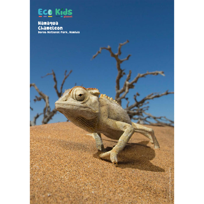 Kid's Nature Magazines – Issue 125 – Secrets of the Sands