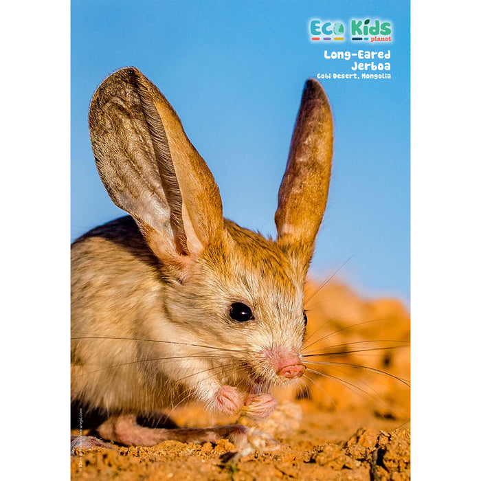 Kid's Nature Magazines – Issue 125 – Secrets of the Sands