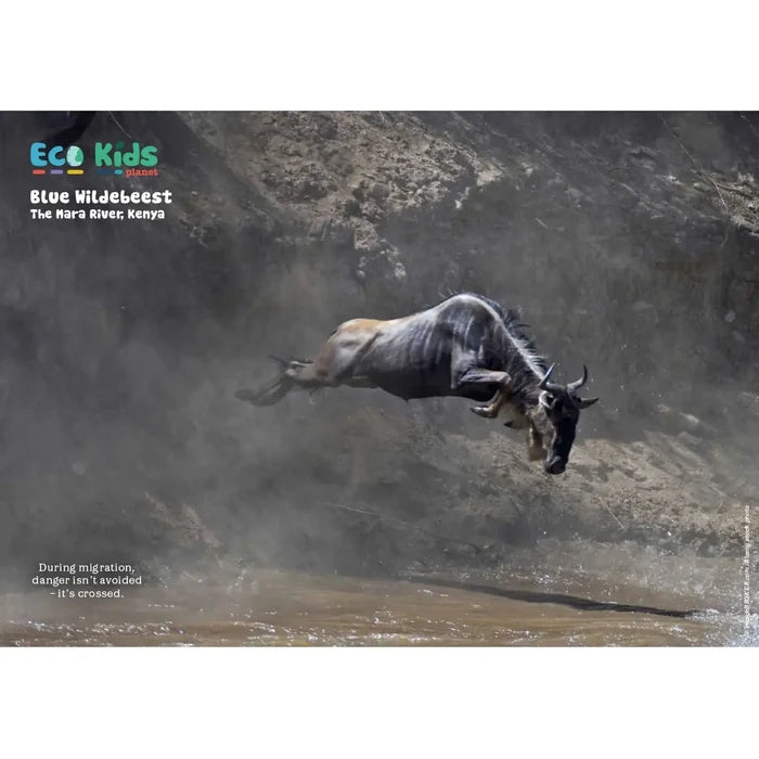Kid's Nature Magazines – Issue 136 – Nature's Daredevils