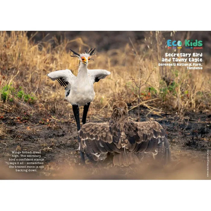 Kid's Nature Magazines – Issue 136 – Nature's Daredevils
