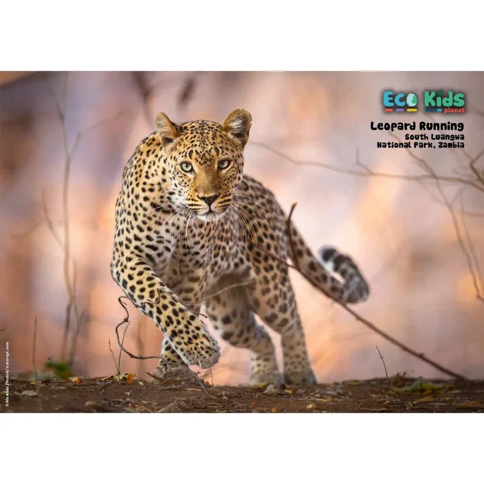 Kid's Nature Magazines – Issue 141 – Wild Africa - A Continent in Motion