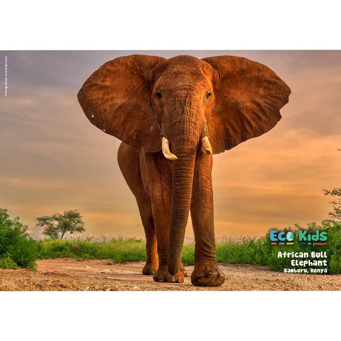 Kid's Nature Magazines – Issue 141 – Wild Africa - A Continent in Motion