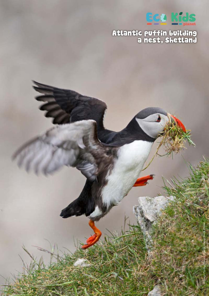 Kid's Nature Magazines – Issue 61 – Britain's Amazing Islands