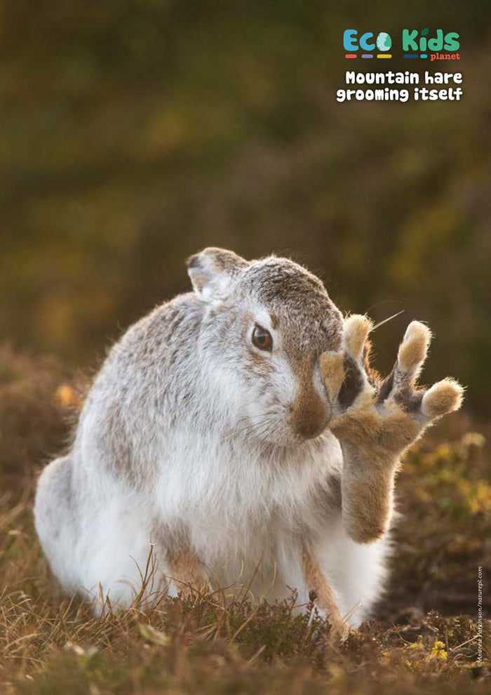 Kid's Nature Magazines – Issue 61 – Britain's Amazing Islands