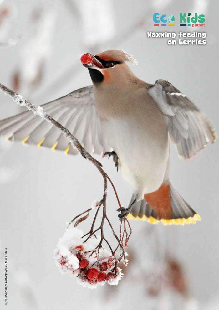 Kid's Nature Magazines – Issue 62 – Winter Wildlife