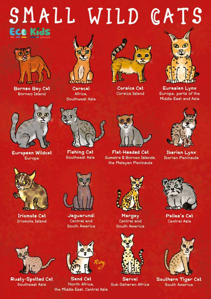 Kid's Nature Magazines – Issue 63 – Wild Cats of the World