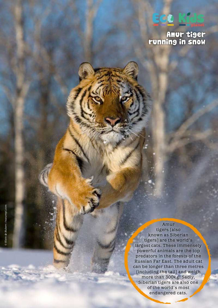 Kid's Nature Magazines – Issue 63 – Wild Cats of the World