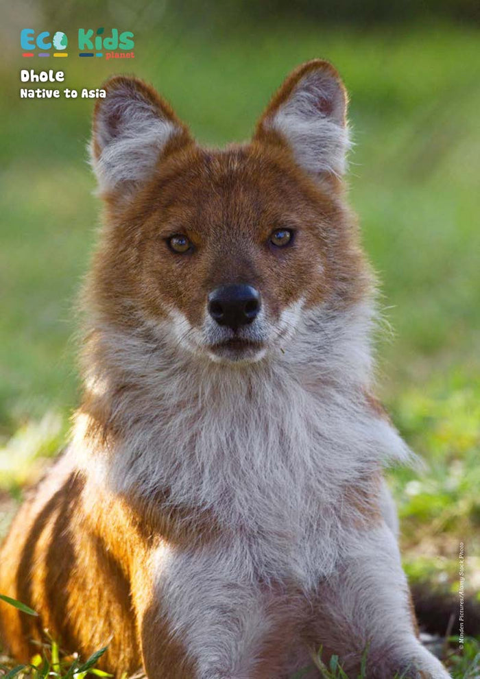 Kid's Nature Magazines – Issue 65 – Cool Canines