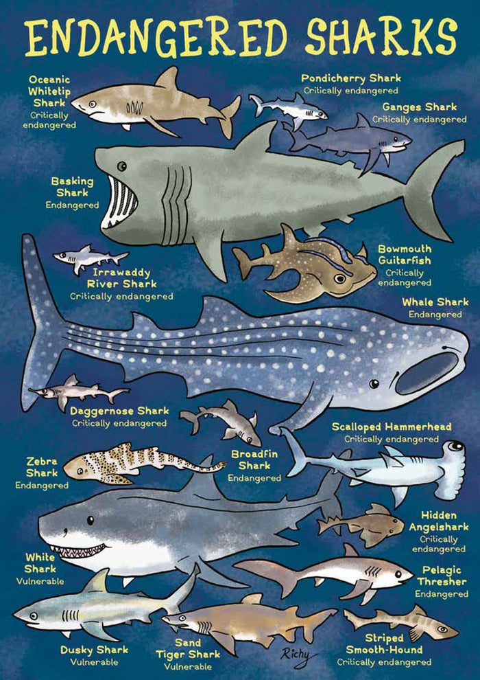 Kid's Nature Magazines – Issue 68 – Sensational Sharks